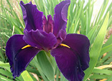 water iris