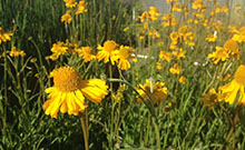 ca native wetland plants