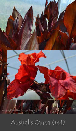 %_tempFileNameAustralis(red)%