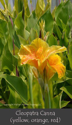 %_tempFileNameCleopatra(var)%