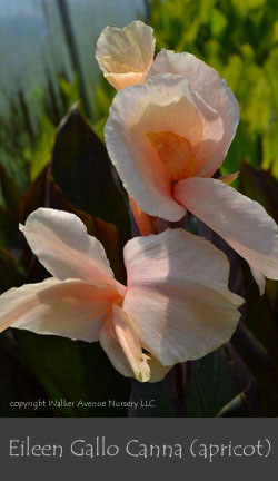 %_tempFileNameEileen-Gallo(apricot)%