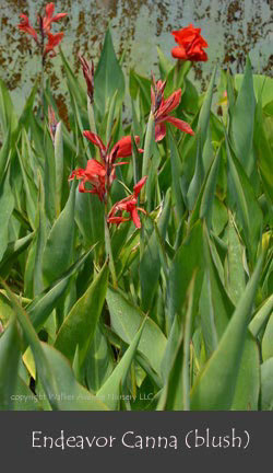 %_tempFileNameEndeavor(blush)%