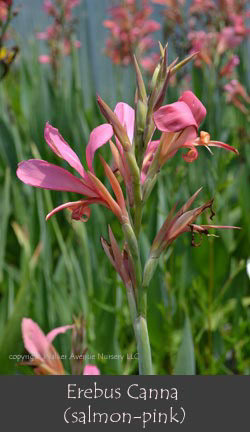 %_tempFileNameErebus(salmon-pink)%