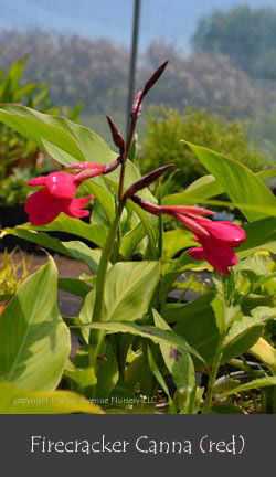 %_tempFileNameFirecracker(red)%