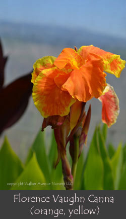 %_tempFileNameFlorence-Vaughn(var)%