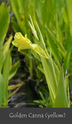 %_tempFileNameFlorida-Native(yellow)%