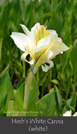 %_tempFileNameHerbs-White(white)%