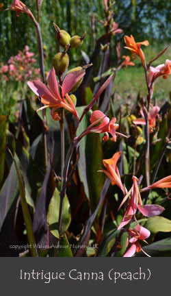 %_tempFileNameIntrigue(peach)%