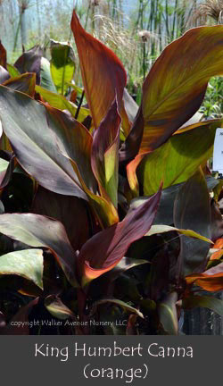 %_tempFileNameKing-Humbert(orange)%