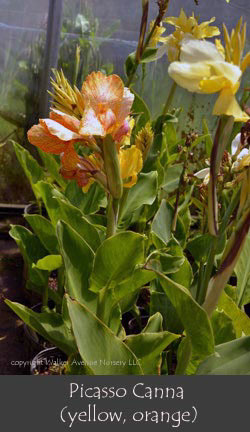 %_tempFileNamePicasso-Canna-(var)%