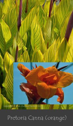 %_tempFileNamePretoria-Canna-(orange)%