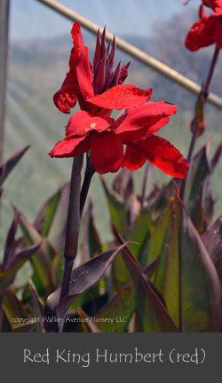 %_tempFileNameRed-King-Humbert-Canna-(red)%