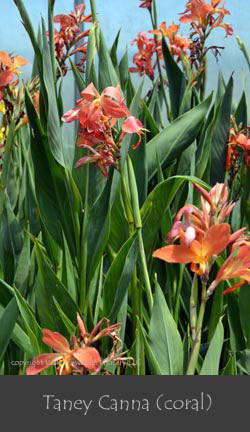 %_tempFileNameTaney-Canna-(coral)%