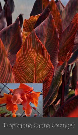 %_tempFileNameTropicanna-Canna-(orange)%