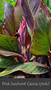 %_tempFileNamePink-Sunburst-Canna-(pink)%