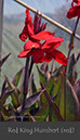 %_tempFileNameRed-King-Humbert-Canna-(red)%