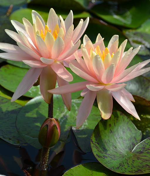 colorado water lily