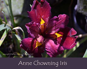 %_tempFileNameAnne-Chowning-Iris%