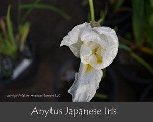 %_tempFileNameAnytus-Japanese-Iris%