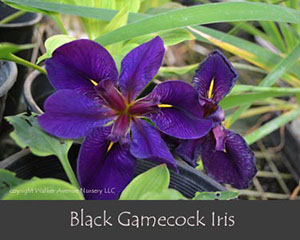 %_tempFileNameBlack-Gamecock-Iris%
