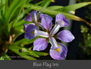 %_tempFileNameBlue-Flag-Iris%