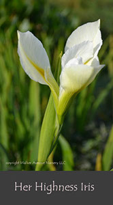 %_tempFileNameHer-Highness-Iris%