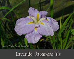 %_tempFileNameLavender-Japanese-Iris%
