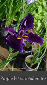 %_tempFileNamePurple-Handmaiden-Iris%