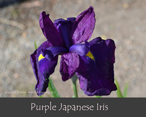 %_tempFileNamePurple-Japanese-Iris%