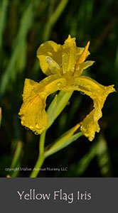 %_tempFileNameYellow-Flag%