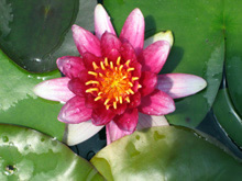 splendida waterlily