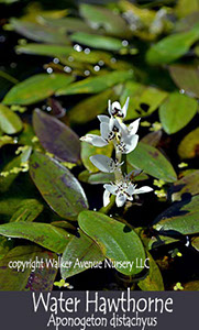 %_tempFileNameAponogeton-distachyus%