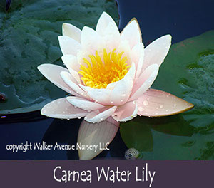 %_tempFileNamecarnea-waterlily%