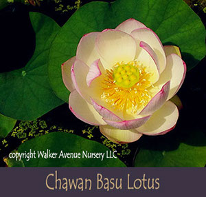 %_tempFileNamechawan-basu-lotus%