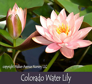 %_tempFileNamecolorado-waterlily%
