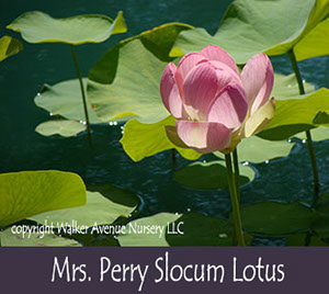 %_tempFileNamemp-slocum-lotus%