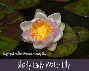 %_tempFileNameshady-lady-waterlily%