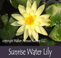 %_tempFileNamesunrise-yellow-waterlily%