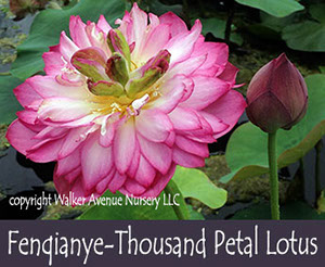 %_tempFileNamethousand-petal-lotus%