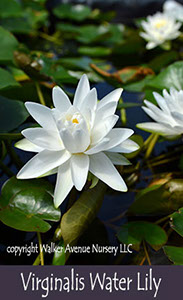 %_tempFileNamevirginalis-waterlily%