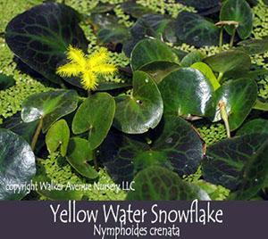 %_tempFileNameyellow-water-snowflake%