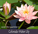 %_tempFileNamecolorado-waterlily%