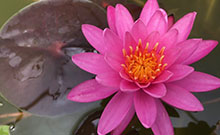 pond plants, waterlilies